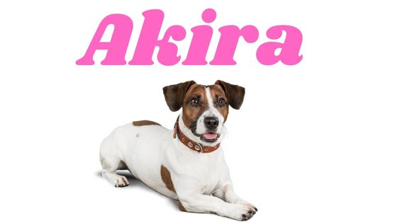 Significado del nombre para perritas Akira