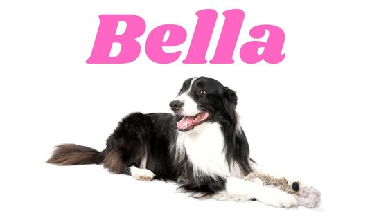 Significado del nombre Bella para perritas