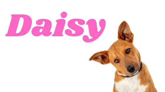 Significado del nombre Daisy para perra
