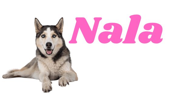 Significado del nombre Nala para perra