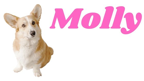 Significado del nombre Molly para perro