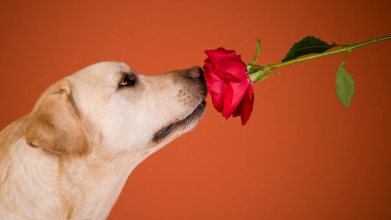 Perrita labrador retriever hembra oliendo una rosa