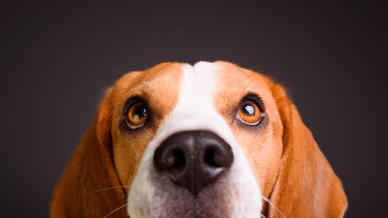 Perrita Beagle