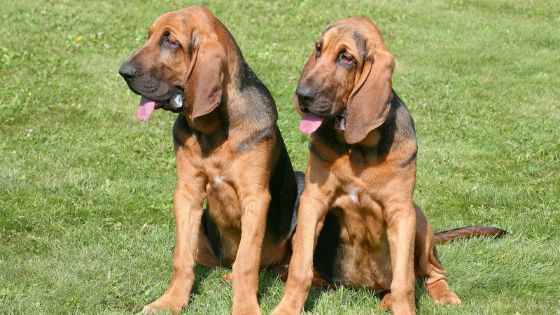 Nombres para perras Bloodhound