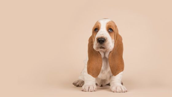 Nombres para perritas Basset hound