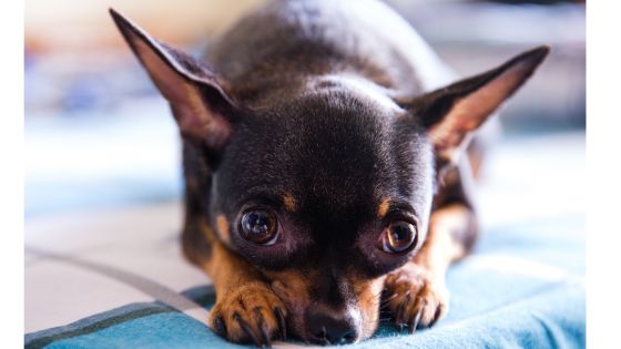 Chihuahua macho negro
