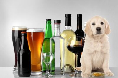 Nombres de bebidas alcohólicas para perros